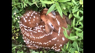 Backyard friends