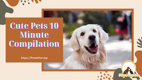 Cute Pets 10 Minute Compilation - Funny Animals - Dogs,Cats - Stay Pawsitive