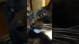 moonpie the Kitty #shortsvideo #shortsfeed #youtubeshorts #catvideos #shorts #cat