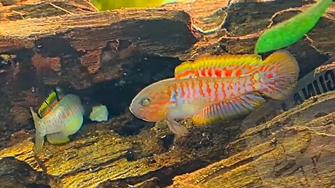 Peacock Gudgeon: Nuptial Behavior, Mating and Fighting (what to expect after buying)