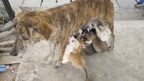 Mama dog feeding her 12 pups