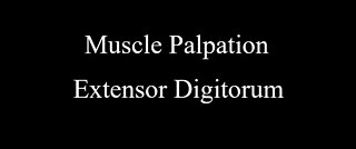 Muscle Palpation - Extensor Digitorum