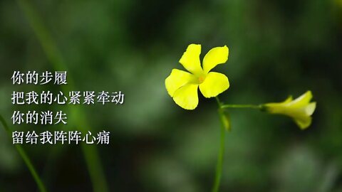 又见到你 [大火诗选] ('Seeing You Again', A Dahuo Poem) with Ambient Romantic Music.