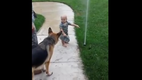 Hillarious.!! Toddler Helps German Shepherd Fear Of New Sprinkler