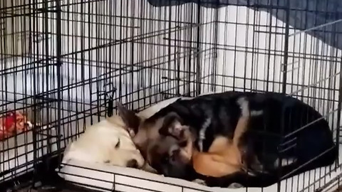 Watch These Puppies Preciously Cuddle Each Other For Nap Time