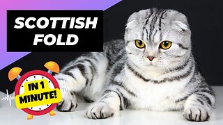 Scottish Fold - In 1 Minute! 🐱 One Of The Most Expensive Cats In The World | 1 Minute Animals