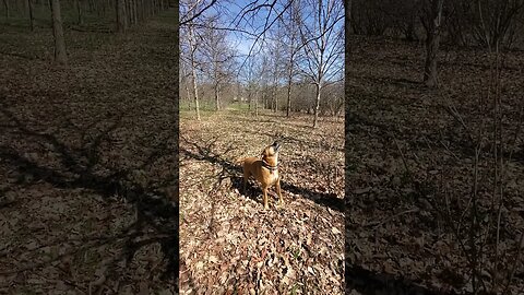 doggo telling them squirrels who's boss #dog #squirrel #doggo #dogshorts