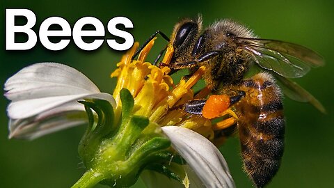 All about Bees for Kids_ Bees Facts and Information for Children