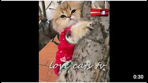 new video cute cats funny video_2022_Love_Cats_Tv_mp4