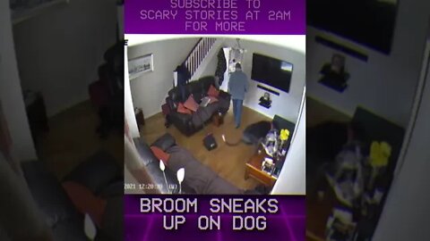 Terrifying broom sneaks up on UNSUSPECTING DOG #shorts