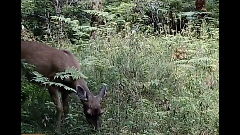 An Intersection in a Small Muskeg, 7/18-8/13