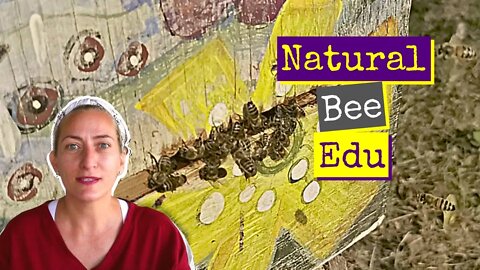 Natural Bee Keeping Education | VLOG