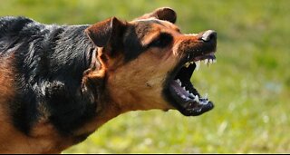 Learn how to defend yourself successfully against unexpected dog attack