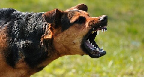 Learn how to defend yourself successfully against unexpected dog attack