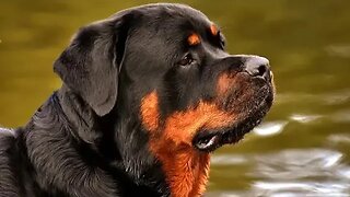 Let's talk about the Rottweiler | A Dog known to be BAD!