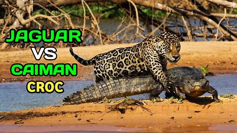 Jaguar Vs Croc | Jaguar Attack To Caiman Crocodile|