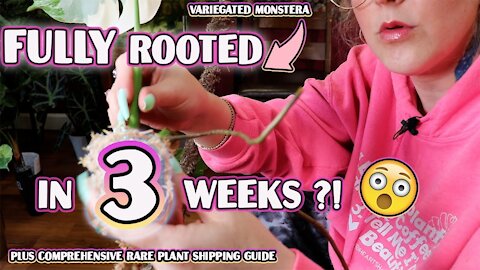 Fastest Way To Root Houseplants & How To Ship Them Safely