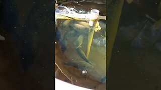 Chilly Jade Perch in Aquaponics