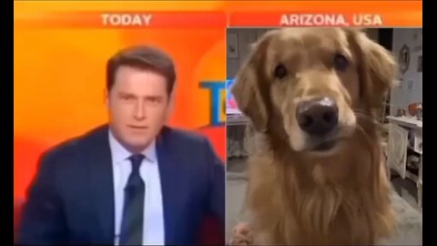 When the dog accidentally attends a news interview.