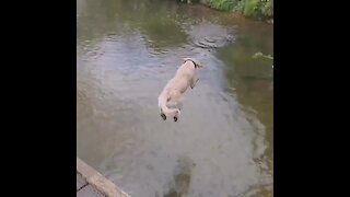 Fearless pup jumps off dock into creek