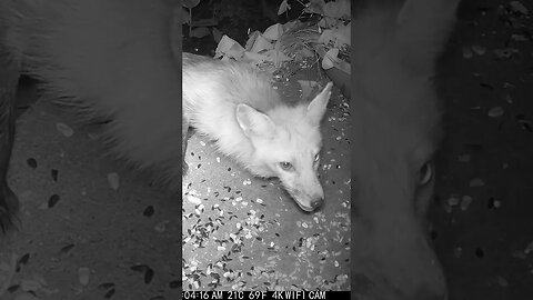 Cute Red Foxes Eating! 😍