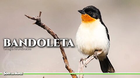 O Canto do Pássaro Bandoleta (Tanagra hirundinacea) Tangará D'uropígio Branco