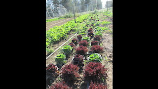 Gonesh's Garden-Real Farmers Growing Real Food