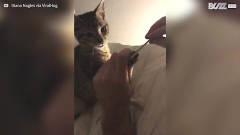 Ce chat se détend avec une petite manucure