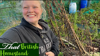 WINTER Pea HARVEST: Allotment Gardening for a bounty of peas in your garden