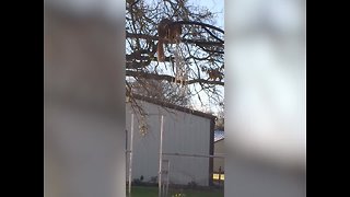 Squirrel tries to Understand Basketball Hoop