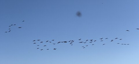 Lots Of Canadian Geese