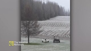 Snowfall blankets the farm fields