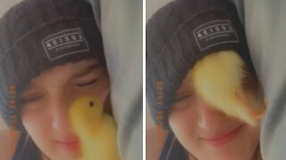 Duckling adorably cuddles with owner inside her hat