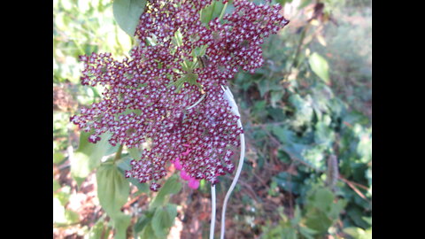 Wildflower Bouquets Queen Annes Lace Oct 2021