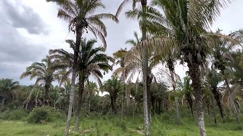 Som de Floresta Tropical, Efeito Sonoro