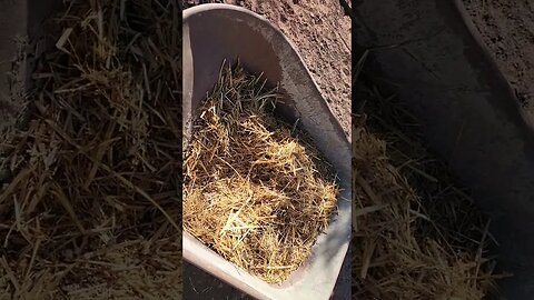 Fertilizing my garden with quail poop!