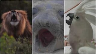 The funny and bizarre sounds animals make!