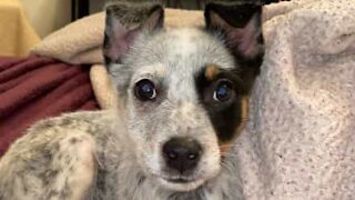 Puppy uses nifty trick to climb om owner's lap