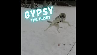 Hilarious Husky Plays Catch With Himself! - Go Fetch!!!