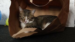 Funny Cat Loves to Sit in a Paper Bag