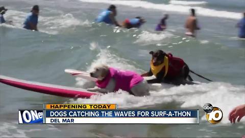 Dogs catch waves for surf-a-thon