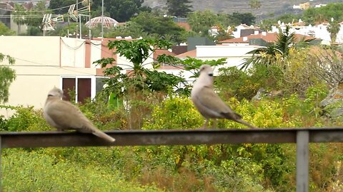 Courting birds funny