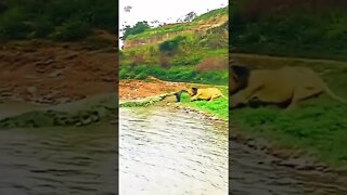 Lion & Crocodile fight #shorts