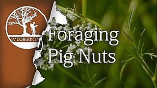 Bushcraft Foraging: Pignuts