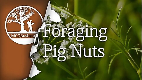 Bushcraft Foraging: Pignuts