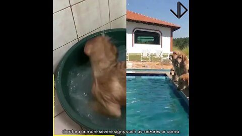 Dogs + Water = Funniest Moments ever
