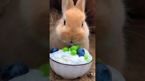 So cute little bunny! eating Asmr