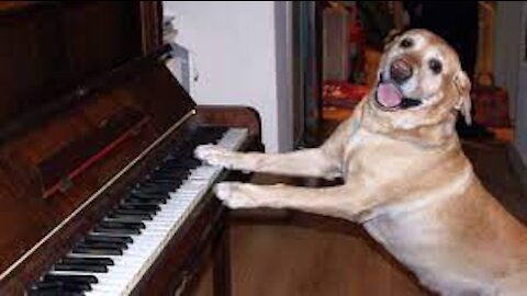 Pet Dog Playing Music