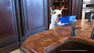 Funny Great Danes Enjoy Their Breakfast Routine