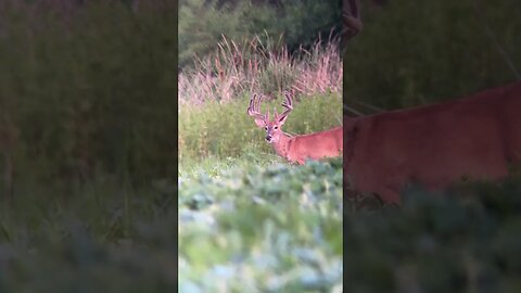 Whitetail or Muley? Which Are You Tagging?